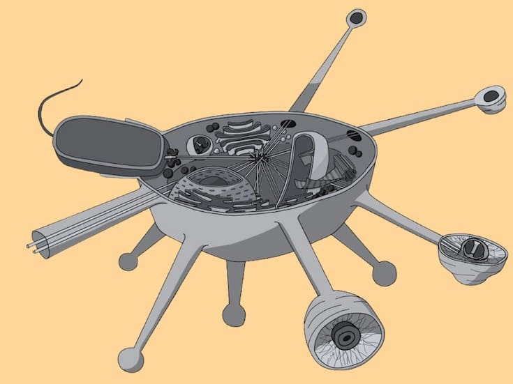 Solarion arienae: El “fósil viviente” que obliga a reescribir el árbol de la vida