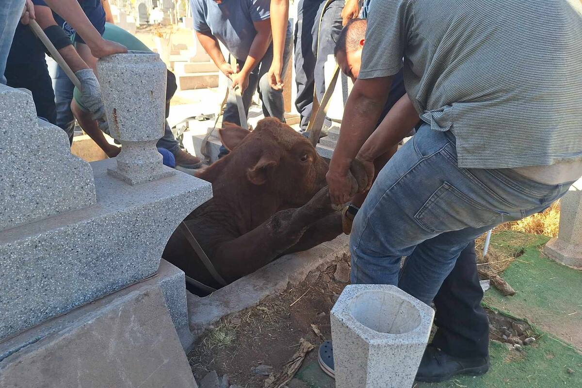 Sacan a becerro de tumba en Panteón del Carmen entre bomberos