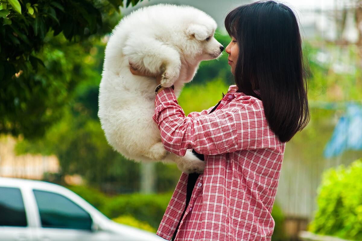 ¿Cómo elegir a una mascota?: Cinco consejos para elegirla