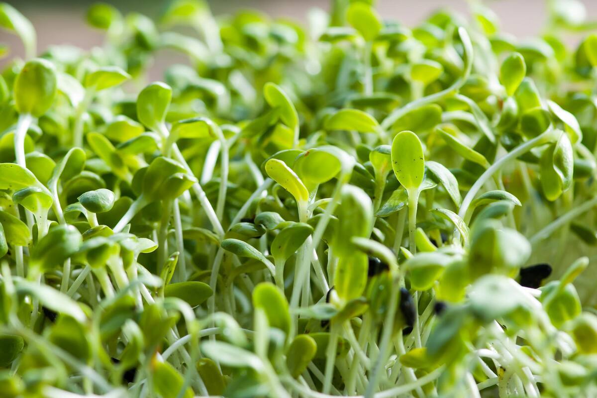 Proponen una planta que resolverá los problemas de cultivar en Marte