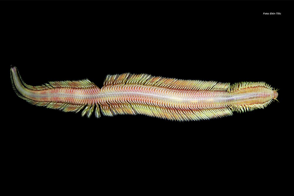 Descubren nueva especie de gusano marino