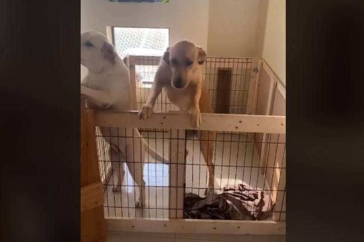 Perrito implementa nuevos pasos de baile en TikTok