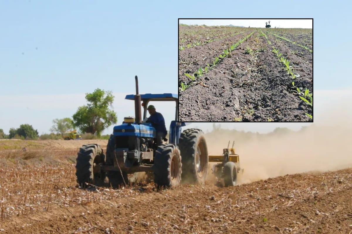 Avanza solicitud de permisos de siembra en el VY