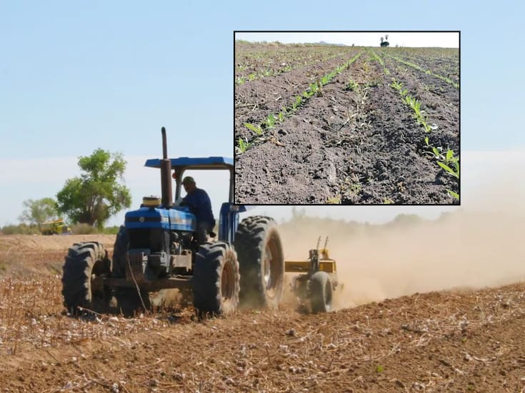 Avanza solicitud de permisos de siembra en el VY