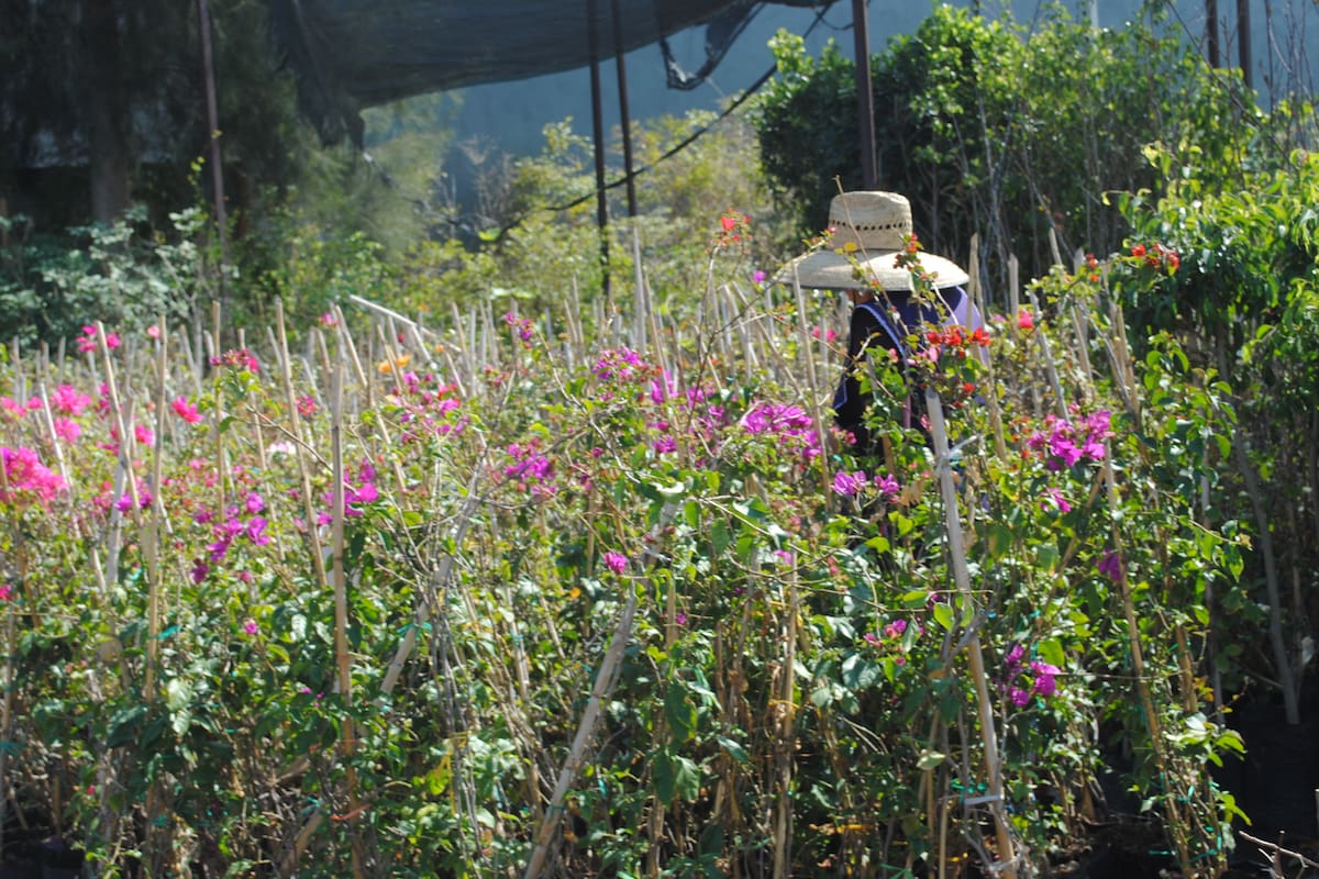 Este jueves inicia la primavera