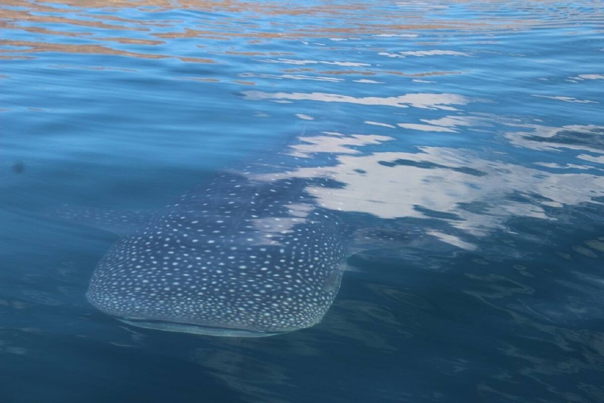Continúa cerrada la temporada para realizar nado con tiburón ballena en Bahía de los Ángeles