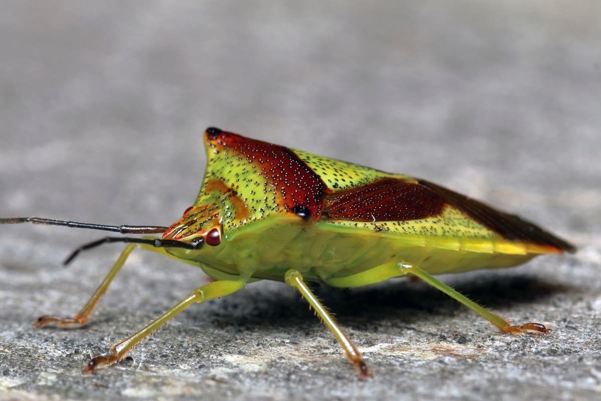 Descubren chinches en varios hoteles en Las Vegas