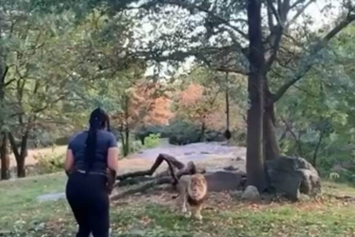 VIDEO: Mujer se mete a área de leones porque su novio la estaba volviendo loca