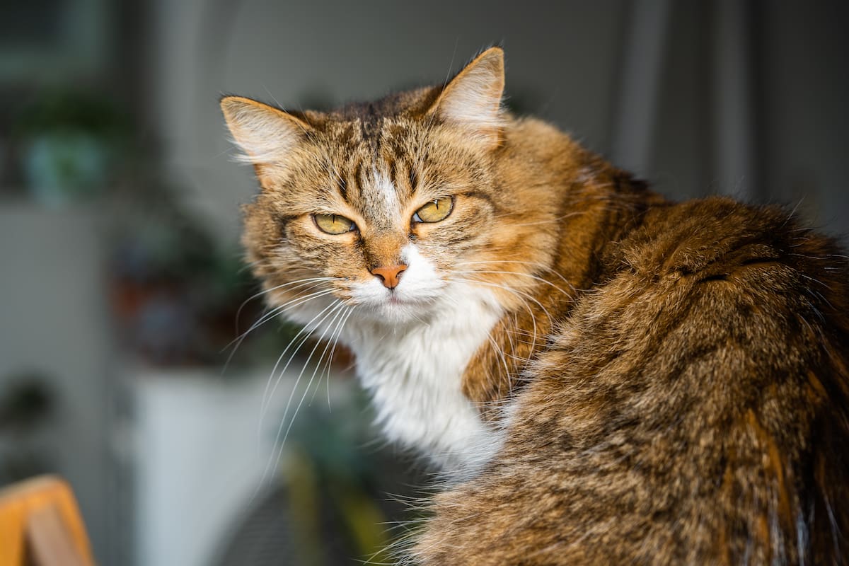 A diferencia de otros animales de compañía, los felinos perciben a sus dueños como iguales | Pexels