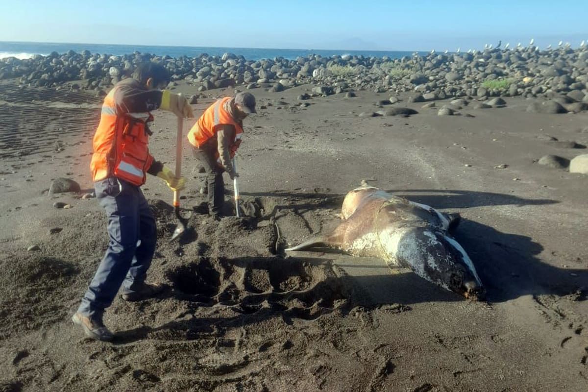 Suman 15 reportes de animales marinos muertos en playas