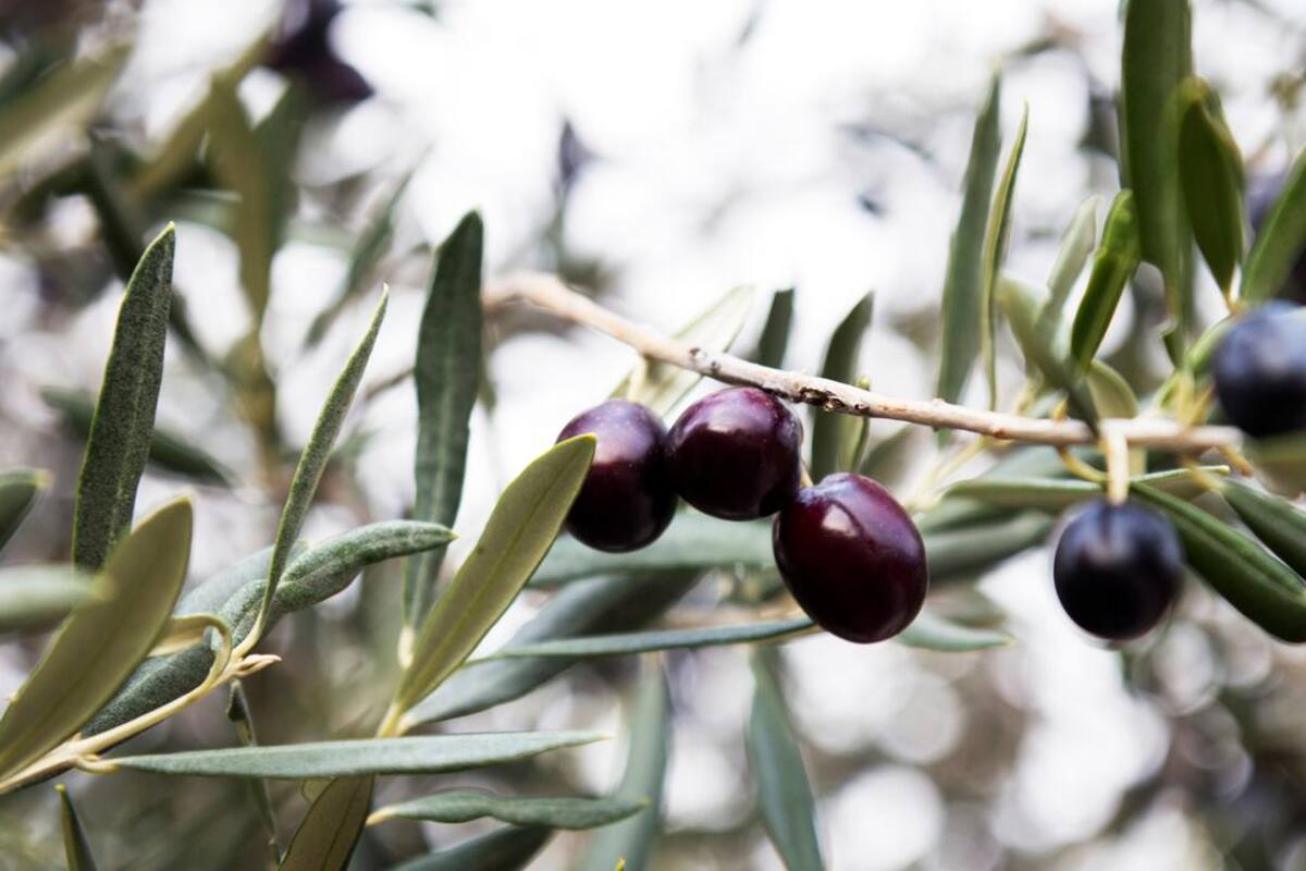 Conoce los diferentes tipos de aceitunas