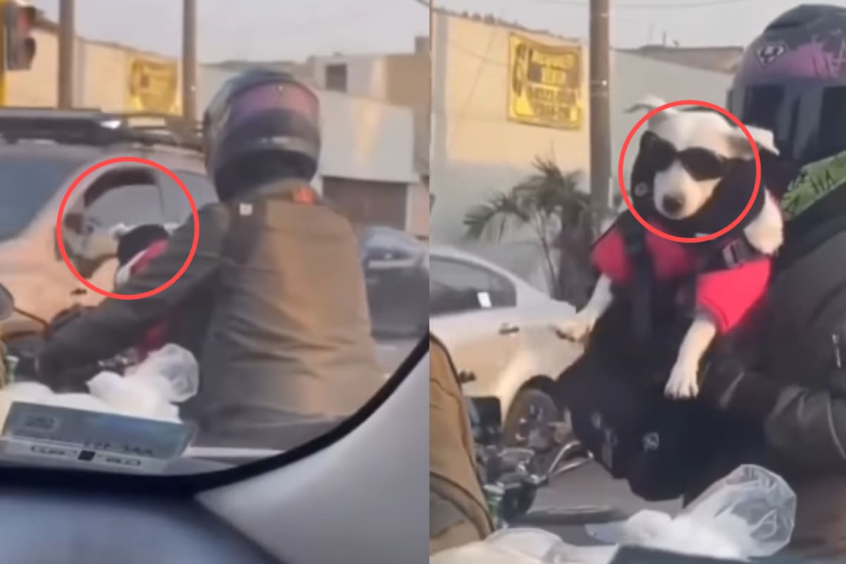 Motociclista se vuelve viral por vestir a su perro como todo un chopper y provocar risas