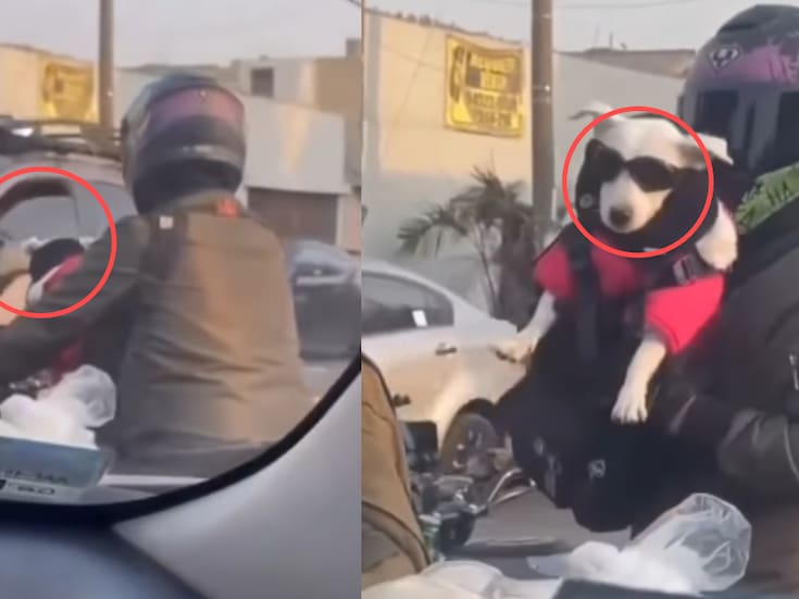 Motociclista se vuelve viral por vestir a su perro como todo un chopper y provocar risas