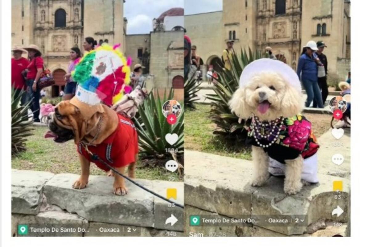¡Qué tierno!: Desfile de lomitos con trajes típicos de Oaxaca