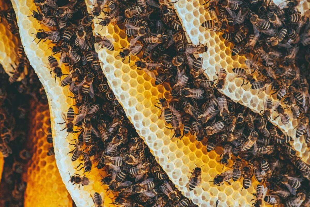 VIDEO: El hipnótico mecanismo de defensa de las abejas para asustar a sus enemigos