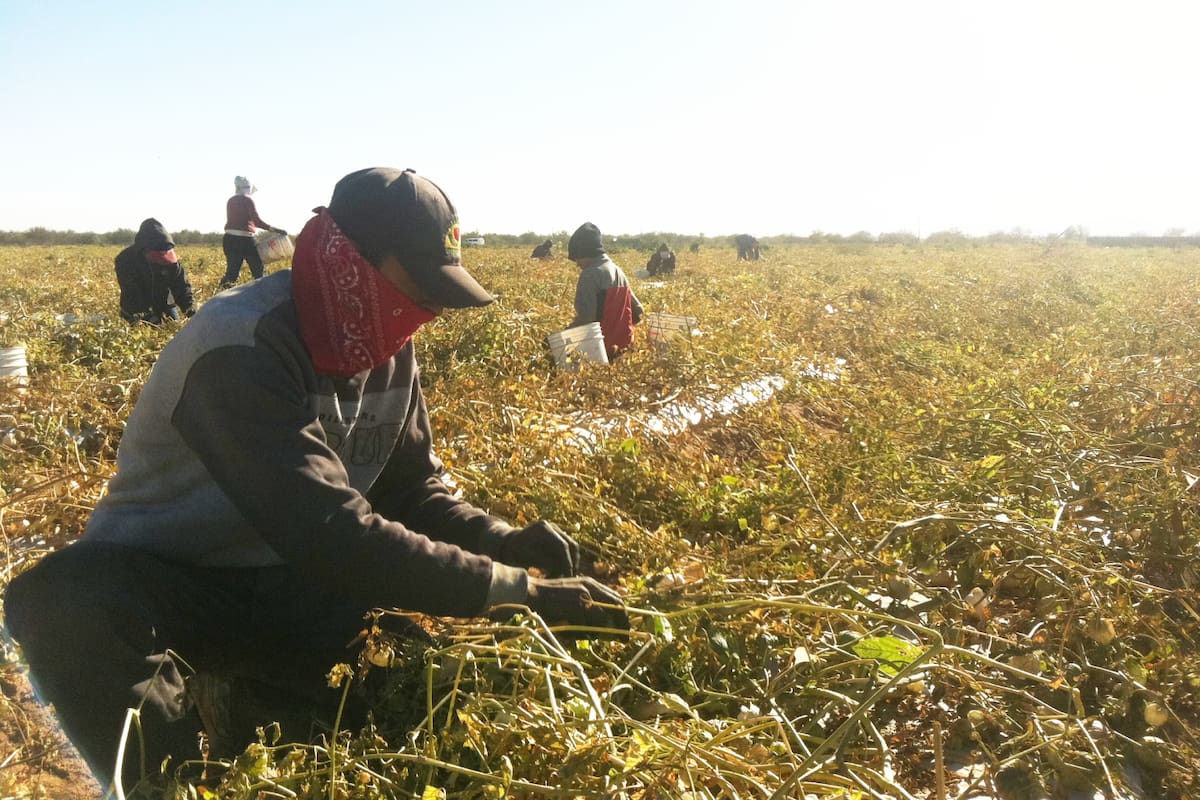 Jornaleras indígenas exigen a Sheinbaum cumplir con decreto de 2025: “¿Tiempo de mujeres? ¿Cuándo lo va a poner en acción?”
