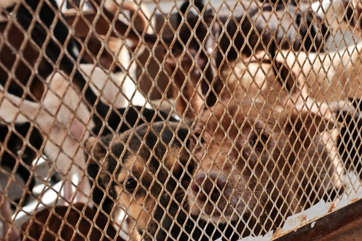 Rescatan a 82 perros en vivienda del fraccionamiento Santa Mónica