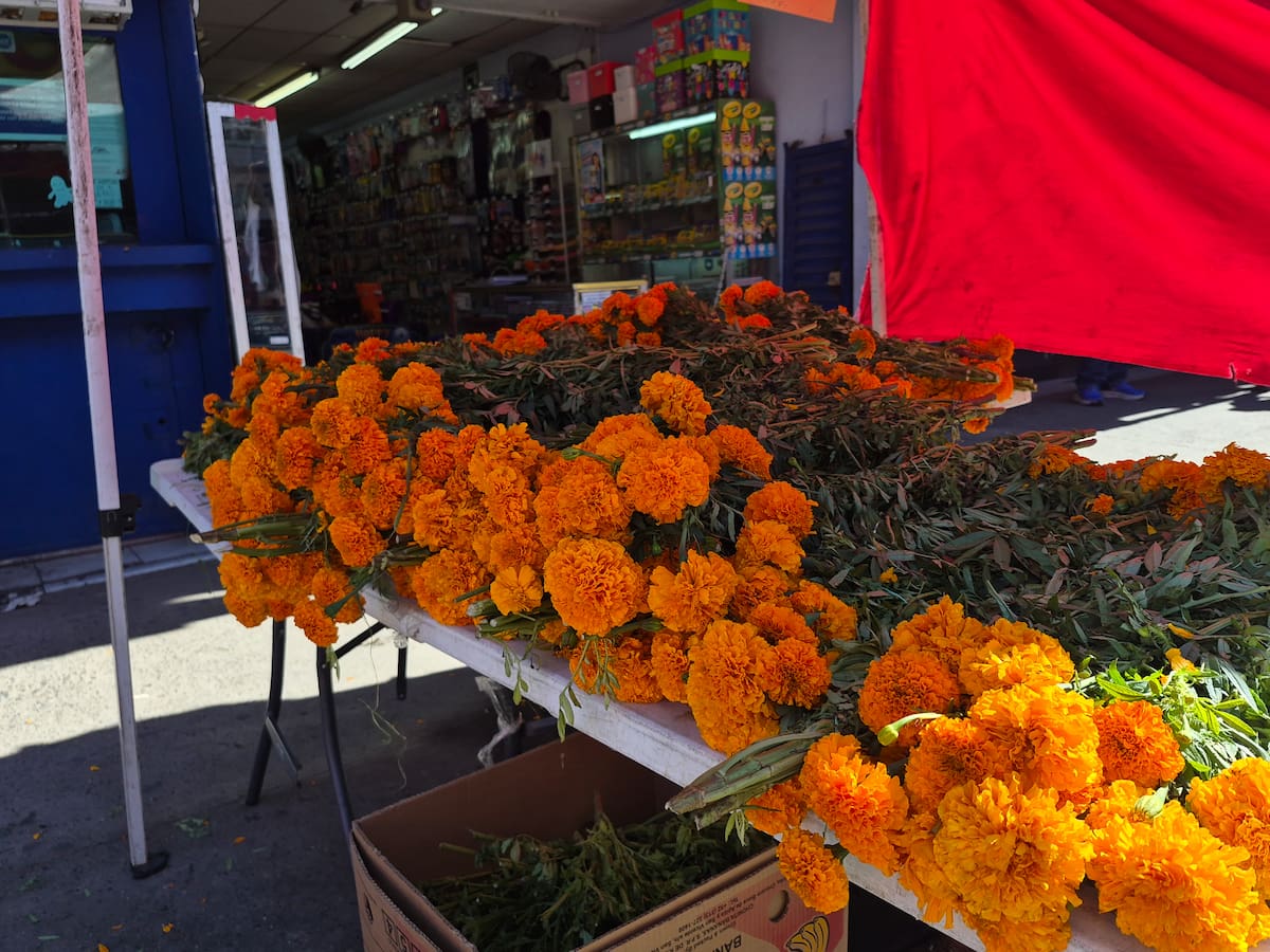 La venta de flor de cempasúchil registra buen movimiento en el centro de Tijuana ante la cercanía del Día de Muertos. Comerciantes ofrecen ramos desde 30 pesos y promociones de dos por 50 pesos, mientras compiten con otros puestos y atienden a quienes buscan flores para altares y panteones. Foto: Michelle Castillo