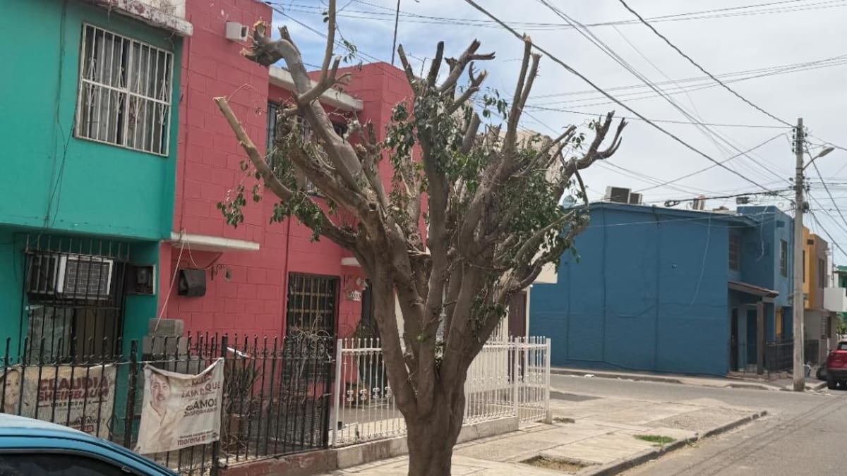 No se debe podar árboles fuera de temporada, advierten autoridades de Cajeme y alertan por daños al desarrollo y posibles sanciones