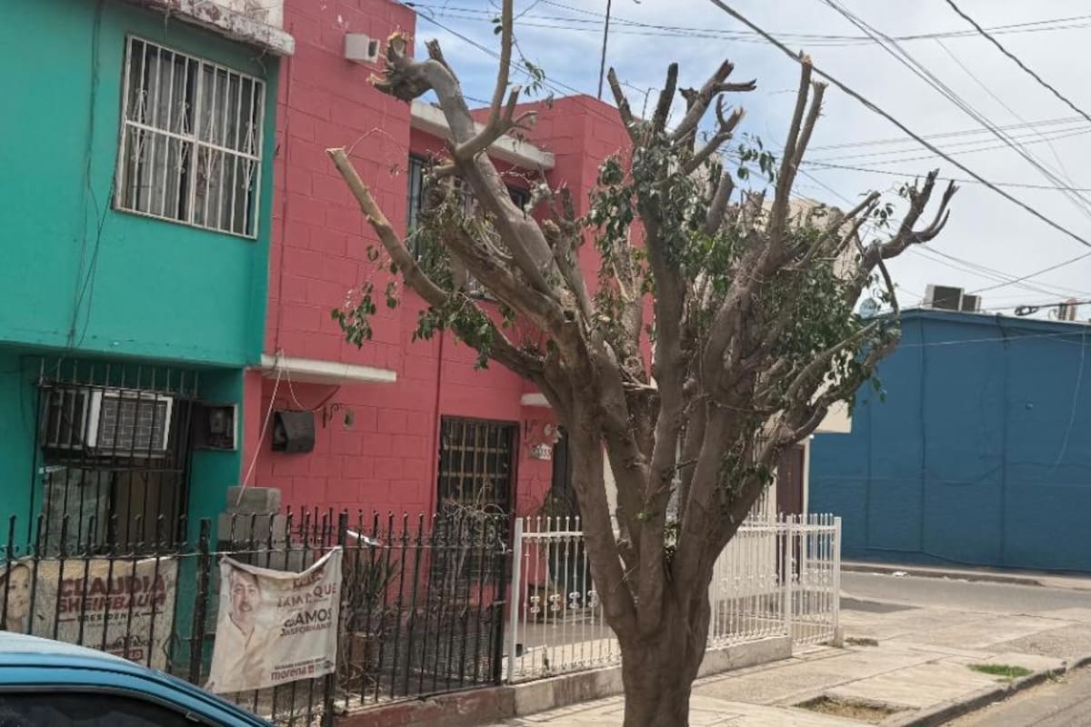 No se debe podar árboles fuera de temporada, advierten autoridades de Cajeme y alertan por daños al desarrollo y posibles sanciones