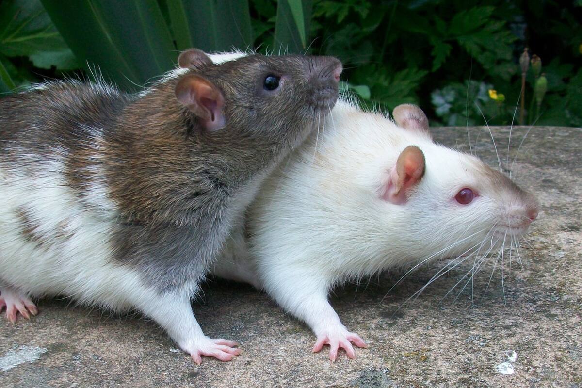 Descubren un circuito neuronal en ratones que regula el rechazo sexual