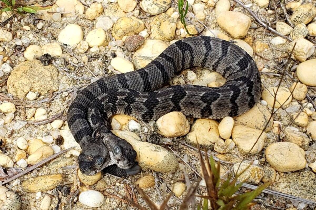 Nace serpiente con dos cabezas y cerebros que actúan independientemente