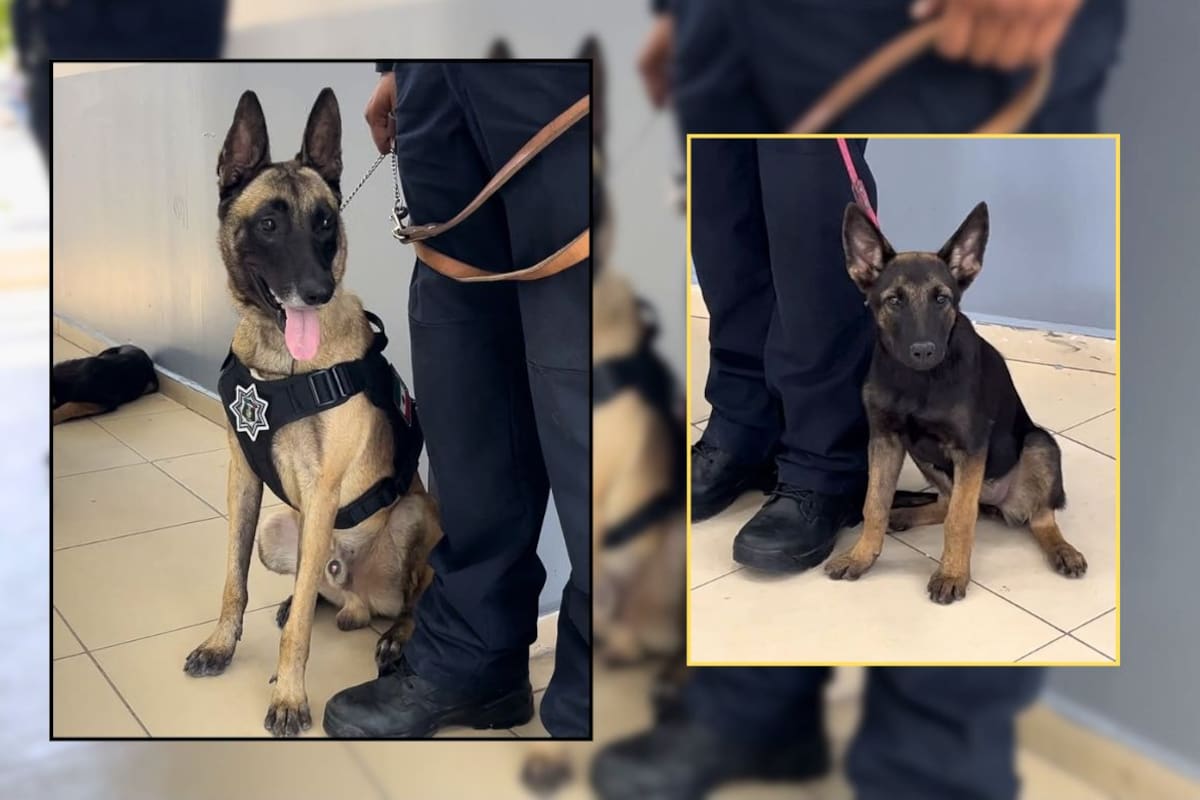 Zeus, Urco y Magic cambiaron el abandono por una oportunidad en la Unidad K9 de Cajeme; tras aprobar sus evaluaciones, serán entrenados para buscar personas, drogas y explosivos