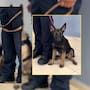 Zeus, Urco y Magic cambiaron el abandono por una oportunidad en la Unidad K9 de Cajeme; tras aprobar sus evaluaciones, serán entrenados para buscar personas, drogas y explosivos