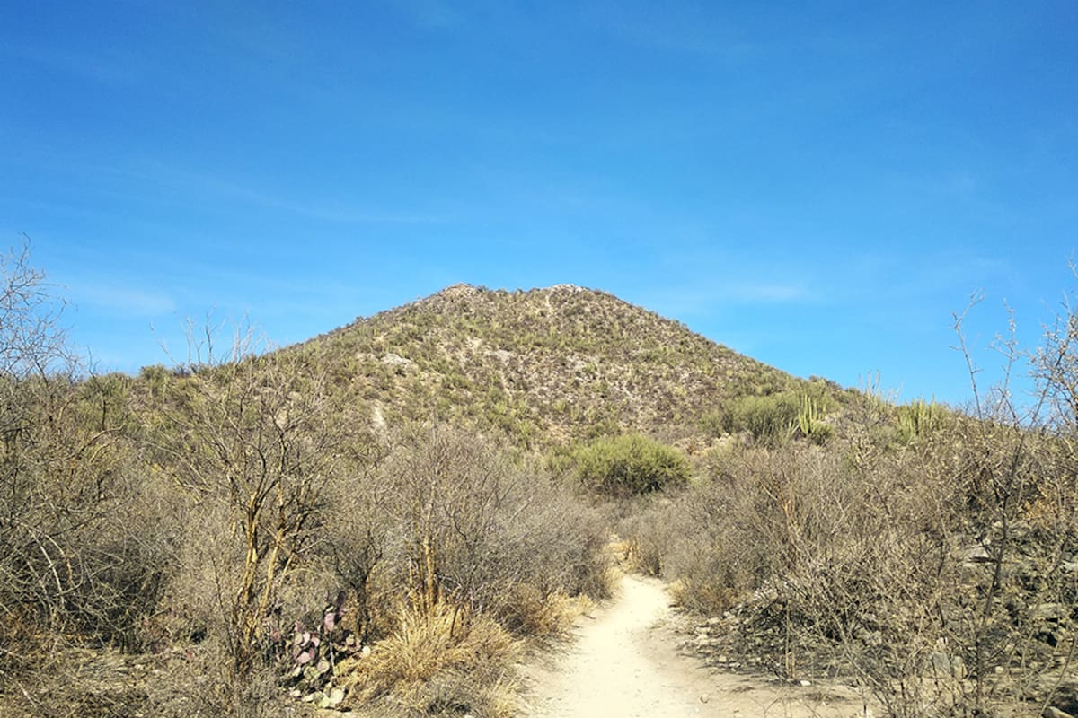 Hermosillo: Piden ambientalistas parar obras en cerro Johnson