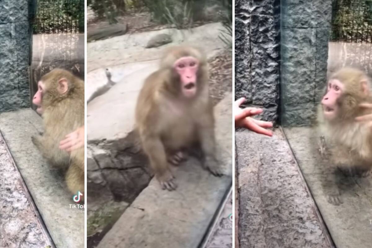 Video viral: Increíble reacción de un mono ante un truco de magia