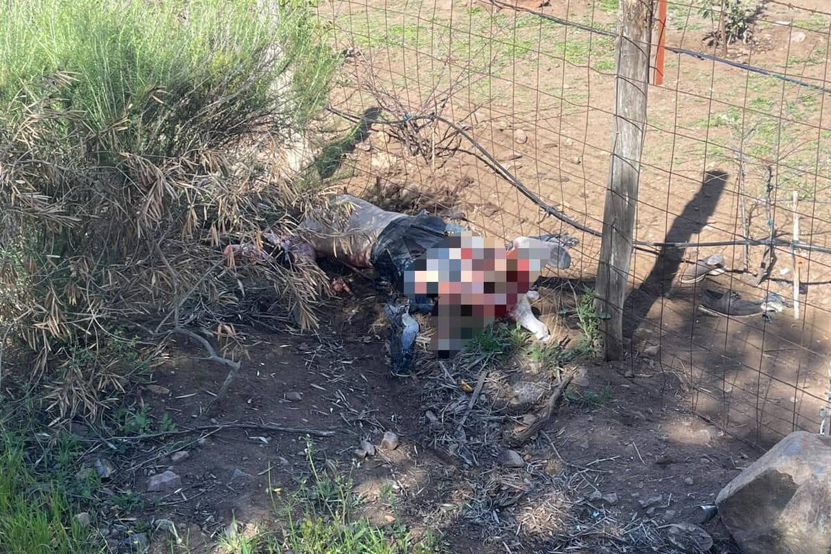 Muere extranjero tras ataque de perro