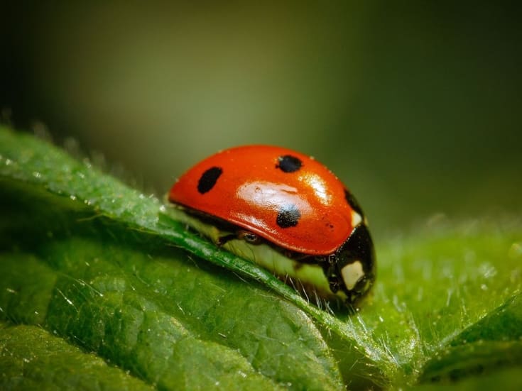 Qué significa ver una catarina rondando tu casa y por qué se considera una buena señal