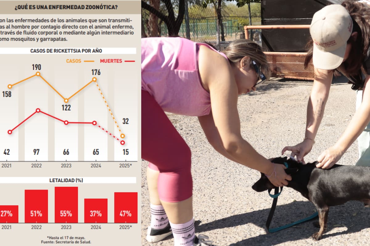 Este es el municipio y el estado con más casos de Rickettsia en México
