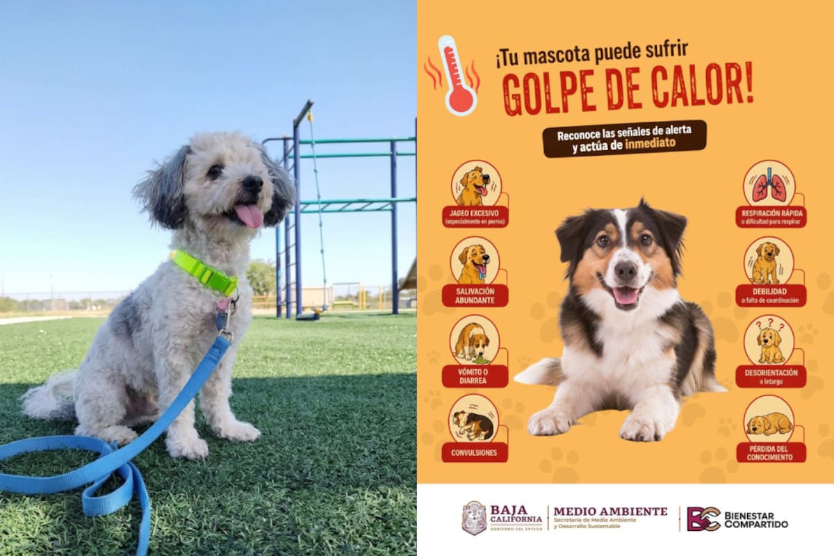 ¿Cómo prevenir un golpe de calor en perros y gatos durante el calor?