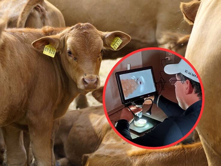 México contiene exitosamente un nuevo caso de gusano barrenador del ganado en Nuevo León