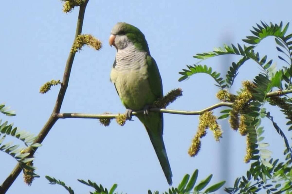 Cotorra argentina amenaza a la fauna endémica de Cajeme