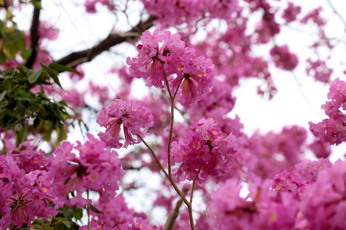 La amapa es conocida como la “jacaranda norteña” por su floración vistosa durante la temporada invernal.