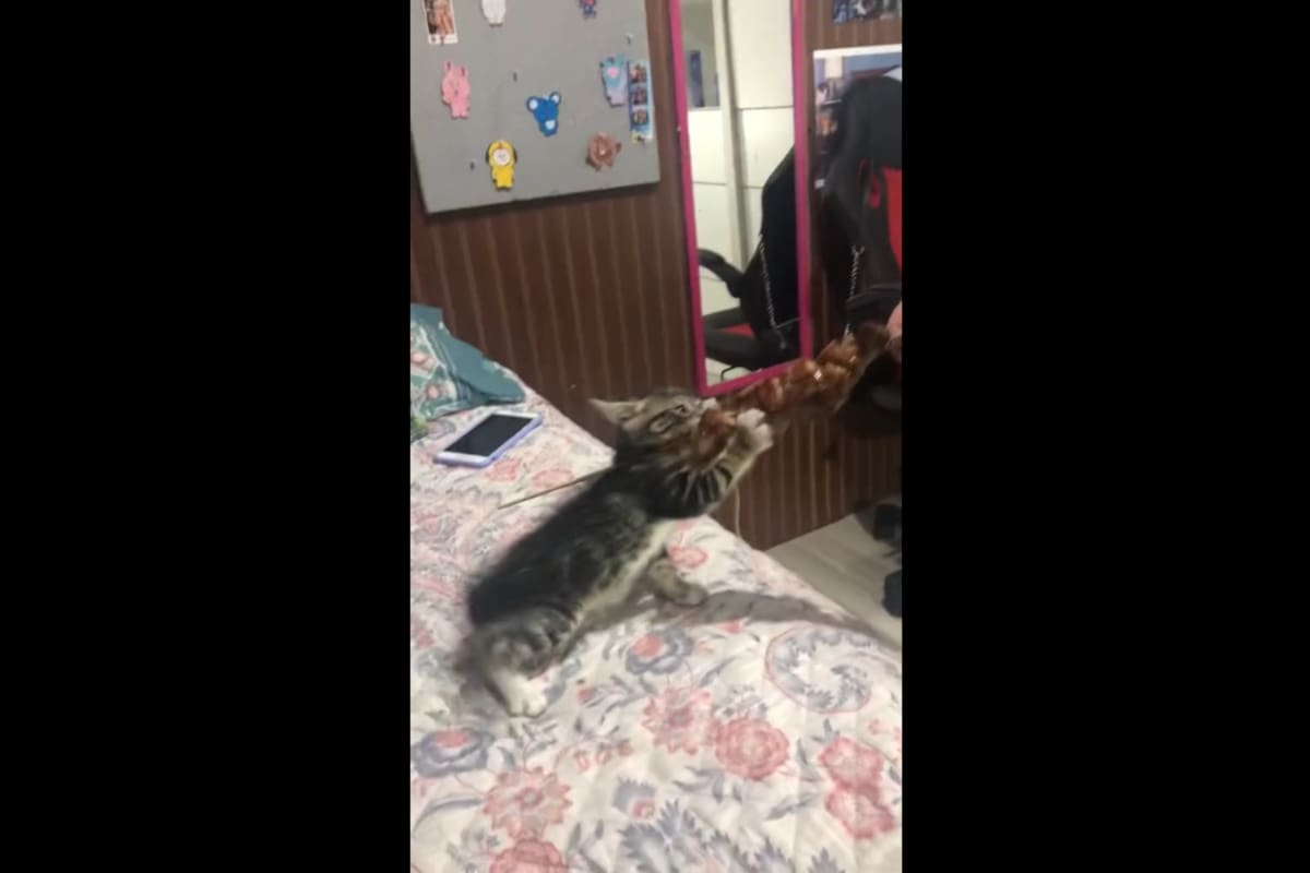 TIKTOK VIDEO: Este animal se "enoja" con su dueña porque quiere de su comida