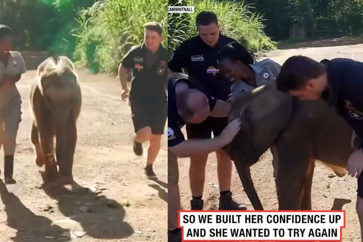 Cuidadores de zoológico le enseñan a un elefante bebé huérfano a correr: así fue el resultado