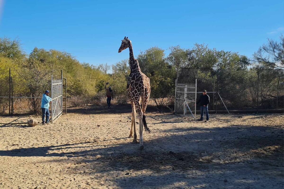 ¿Dónde vivirá la jirafa 'Pancho' tras su retiro del Centro Ecológico?