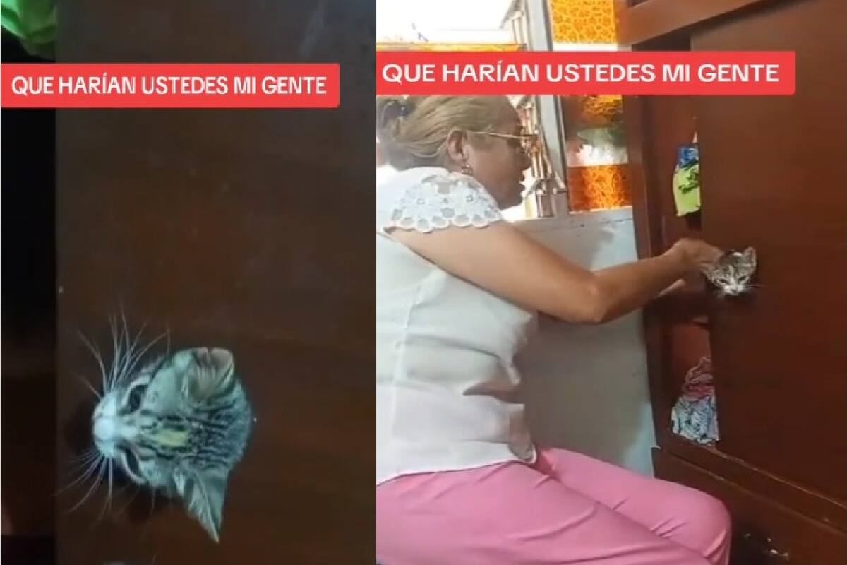 VIDEO: Gato curioso queda atorado en un armario y el video se vuelve viral