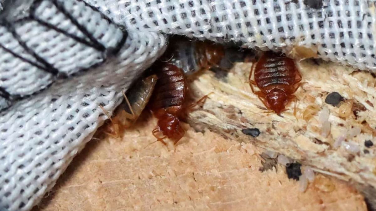 Expertos analizan el ADN de las chinches y confirman que los humanos somos responsables de que sigan existiendo porque les dimos casas estables, las transportamos por el mundo y las volvimos inmunes a los insecticidas