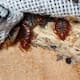 Expertos analizan el ADN de las chinches y confirman que los humanos somos responsables de que sigan existiendo porque les dimos casas estables, las transportamos por el mundo y las volvimos inmunes a los insecticidas