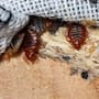 Expertos analizan el ADN de las chinches y confirman que los humanos somos responsables de que sigan existiendo porque les dimos casas estables, las transportamos por el mundo y las volvimos inmunes a los insecticidas