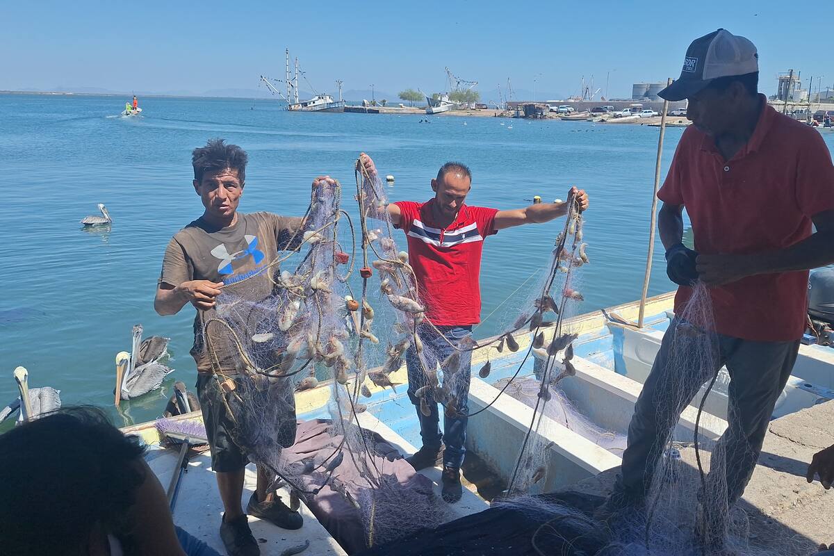 Disminuye captura del “oro rosado” en zona de Yavaros