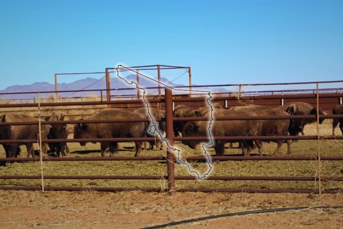 El bisonte americano llegó a Sonora con 29 ejemplares (19 hembras y 10 machos) trasladados desde Chihuahua, con la intención de recuperar la especie en el norte de México
