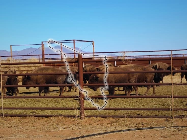 El bisonte americano llegó a Sonora con 29 ejemplares (19 hembras y 10 machos) trasladados desde Chihuahua, con la intención de recuperar la especie en el norte de México