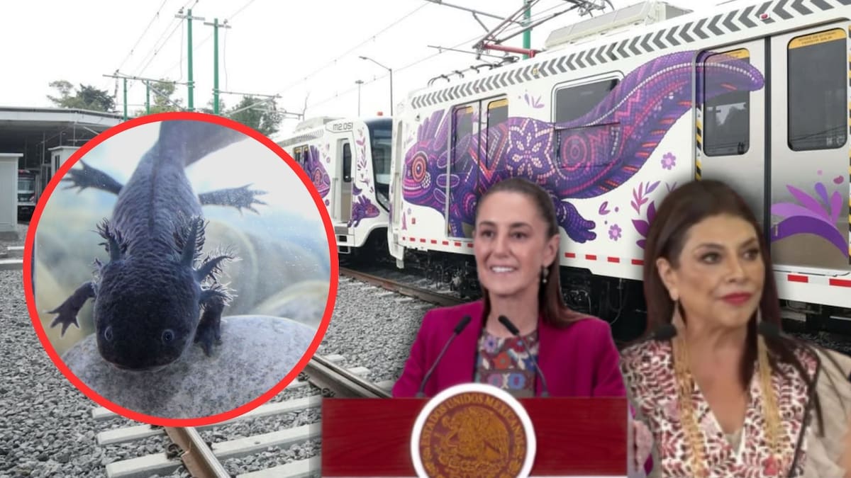 Mientras la CDMX gasta en la “ajolotización” visual de calles y el Tren Ligero con el respaldo de Claudia Sheinbaum, en Xochimilco la especie real enfrenta su extinción total tras no detectarse ningún ejemplar vivo en los censos científicos de 2024 debido a la degradación de los canales