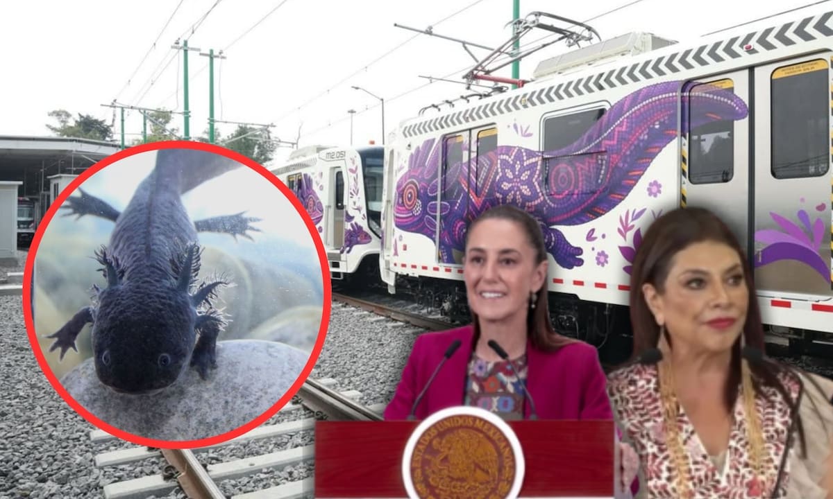 Mientras la CDMX gasta en la “ajolotización” visual de calles y el Tren Ligero con el respaldo de Claudia Sheinbaum, en Xochimilco la especie real enfrenta su extinción total tras no detectarse ningún ejemplar vivo en los censos científicos de 2024 debido a la degradación de los canales | Instagram @clara_brugada_m, Archivo GH