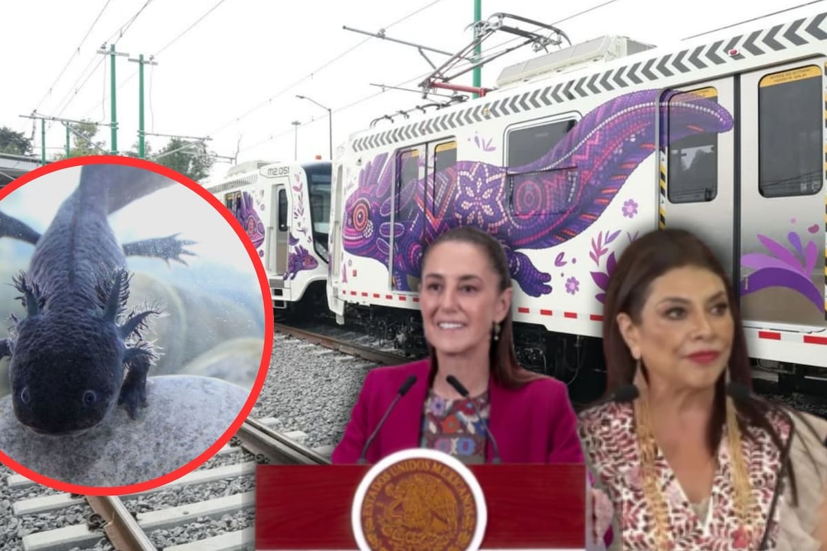 Mientras la CDMX gasta en la “ajolotización” visual de calles y el Tren Ligero con el respaldo de Claudia Sheinbaum, en Xochimilco la especie real enfrenta su extinción total tras no detectarse ningún ejemplar vivo en los censos científicos de 2024 debido a la degradación de los canales